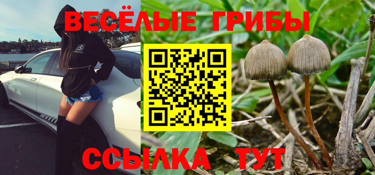 Псилоцибиновые грибы Psilocybine cubensis  Вход с VPN  Кировск 
